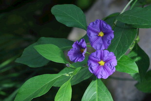 蓝花茄 