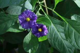 蓝花茄 