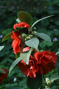 山茶花  