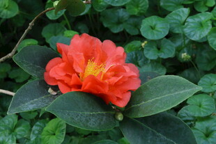 山茶花  