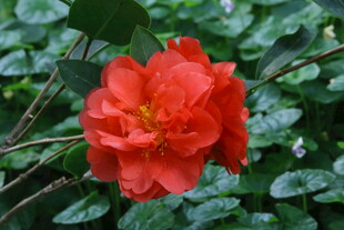 山茶花 