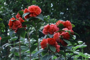山茶花 