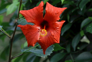 朱槿花 