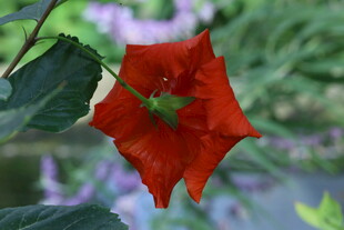 朱槿花 