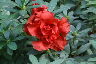 杜鹃花 