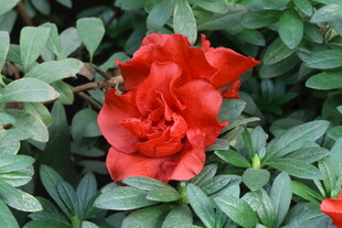 杜鹃花  