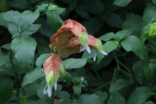 虾衣花 