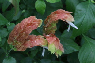 虾衣花 
