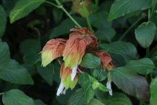 虾衣花 