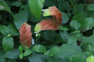 虾衣花 