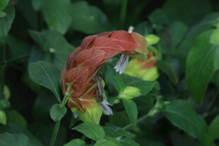 虾衣花 