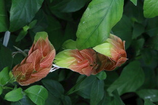 虾衣花 