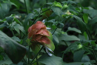 虾衣花  