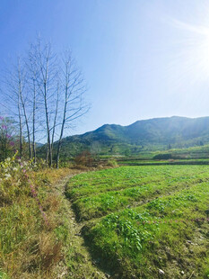 田间风光