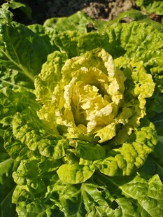 大白菜