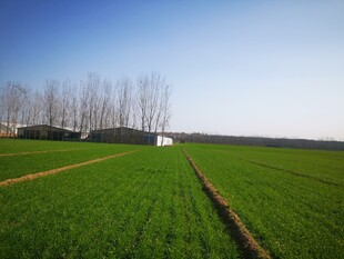 冬季麦田