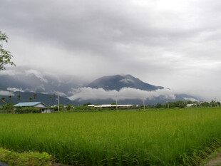 稻田