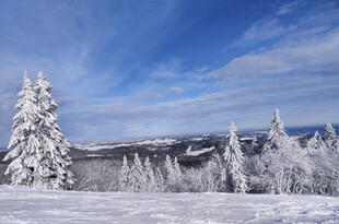 雪地雪松