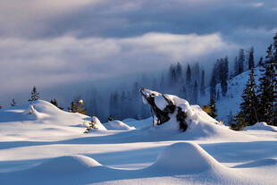 冬季雪松