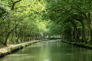 河岸树林