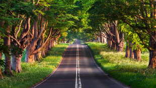 森林公路