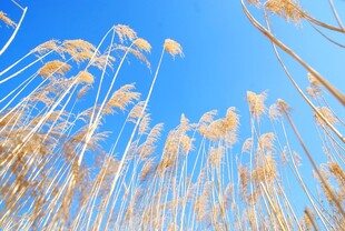 芦苇