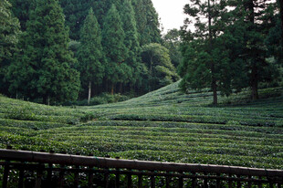 绿色茶园
