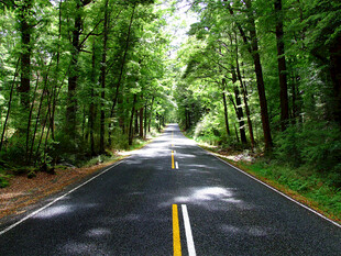 树林公路