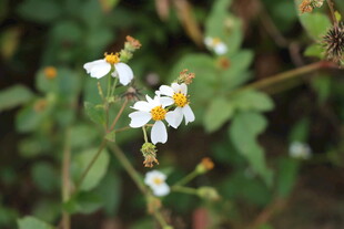 野菊花