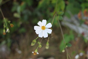 野菊花