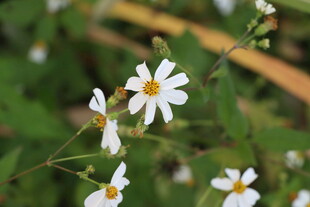 野菊花
