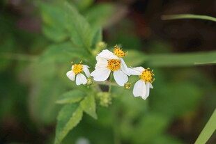 野菊花
