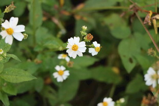 野菊花