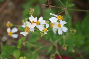 野菊花