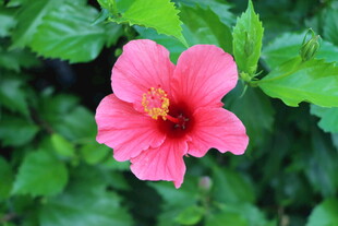 扶桑花