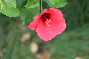 扶桑花