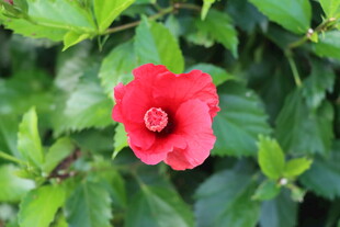 扶桑花