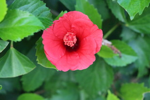 扶桑花