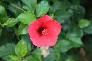 扶桑花