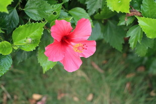 扶桑花