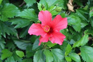 扶桑花