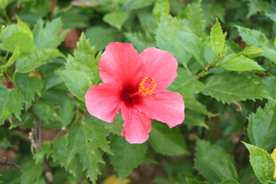 扶桑花