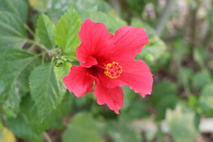 扶桑花