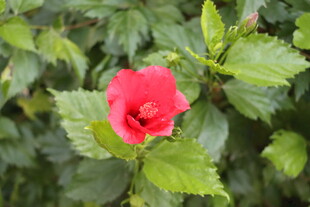 扶桑花