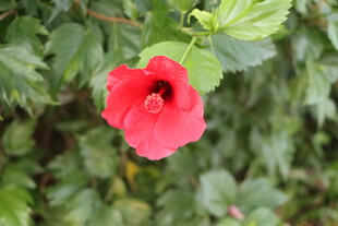 扶桑花