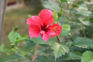 扶桑花