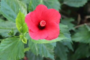 扶桑花