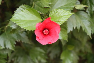 扶桑花