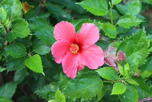 扶桑花