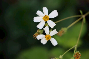 野菊花